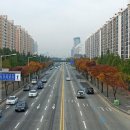 가로수 - 금정구 | 가로수