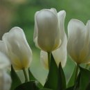 이구상사 이미지