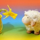 모모애견샵 이미지