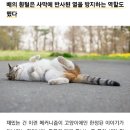 고양이 양말이 흰색뿐인 이유 이미지