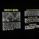 제주탑돈