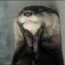 otters for kirby🦦🦦🦦 이미지