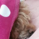 오늘도 신나개 이미지