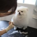 강아지 호텔 이미지