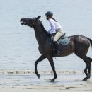 BK승마랜드 이미지