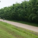 태화십리대숲먹거리단지 이미지