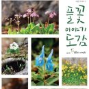 풀꽃이야기