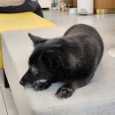 로뎀동물병원 이미지