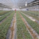 국화농장 이미지