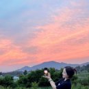 아라뜰데이지 이미지