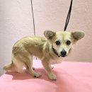 개이쁘댕 이미지