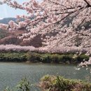3월산행(동문산악회)쌍계사 십리벚꽃길 이미지
