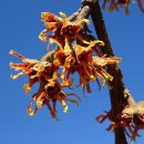 대연수목전시원 이미지