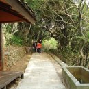 까멜리아 이미지