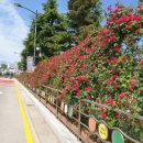 교동초등 이미지