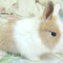 달나라 토끼농장 이미지