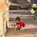 카페그레아뜰리에 | 튀르키예 카파도키아 열기구 10만원에 탄 후기 +선셋카멜투어