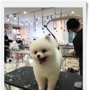 김성균애견미용학원 이미지