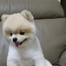 아지발바닥 이미지