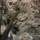 구례 쌍계사 벚꽃 야경 이미지