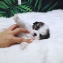 김포 동물병원 치료해주오 | 김포강아지분양, 건강하고 다양한 강아지들을 만나보세요