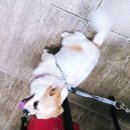 퐁이네 애견 이미지