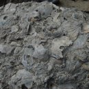 제주 서귀포층 패류화석 산지 이미지