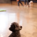 마오네 문덕점 이미지