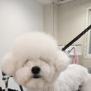 이쁘개왈왈 이미지