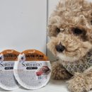 댕댕이밥상 이미지