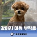 과천우주동물병원 이미지