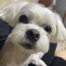 예스펫살롱 이미지