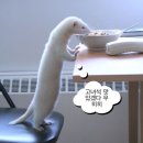 홍구삼겹 네이버블로그