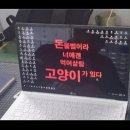 도그앤캣 동물병원 | 사랑하는 우리 고양이 루나 건강검진 받고온 날 / 캣앤캣고양이병원 후기