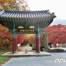 단풍나무 이미지