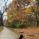 서울숲 dogs 이미지