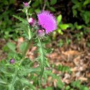 잎소아청소년과의원 이미지