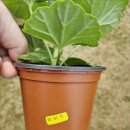 브니엘농장 | 제라늄관리 브니엘꽃농원 햇살 가득 베란다 화사한 5종세트 키우기 후기