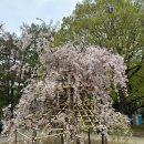 한주노모당 | 삿포로 효도여행 24.5.4~24.5.7(2)