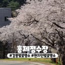 알뜰원천주유소 개방화장실 | 강릉 조용한 현지인 벚꽃명소 홍제정수장