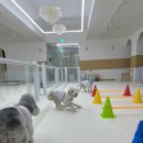 가치있개 반려견 유치원 이미지