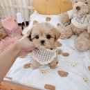 멍토피아 이미지