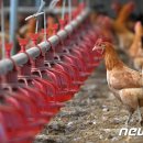 최창호농장 이미지