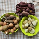 용인조정경기장 이미지