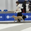 2025 Dog show 갱얼쥐 황진이 BIS 진출 이미지