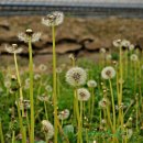 하얀민들레마을 이미지