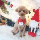 솔펫살롱 이미지