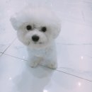 도그랩 이미지