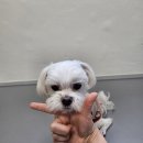 차차네 유치원 이미지