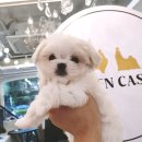 골든캐슬 쇼룸 이미지